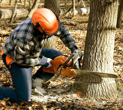 Tree Removal in Maxwell, TX